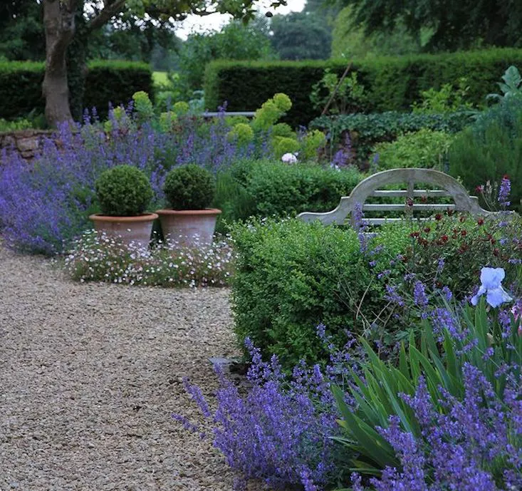 English garden wiuth gravel walkway, clay pots with boxwoods and large flowering catmint plantings