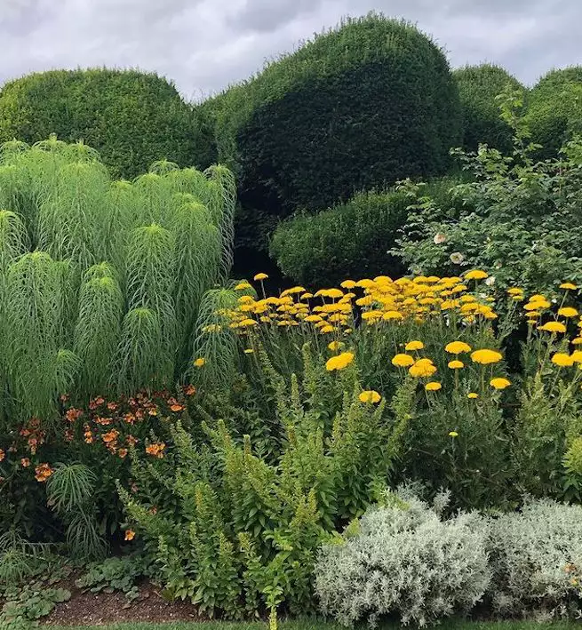 English garden with tall boxwood topiary in background and large clumps of perennials in foreground