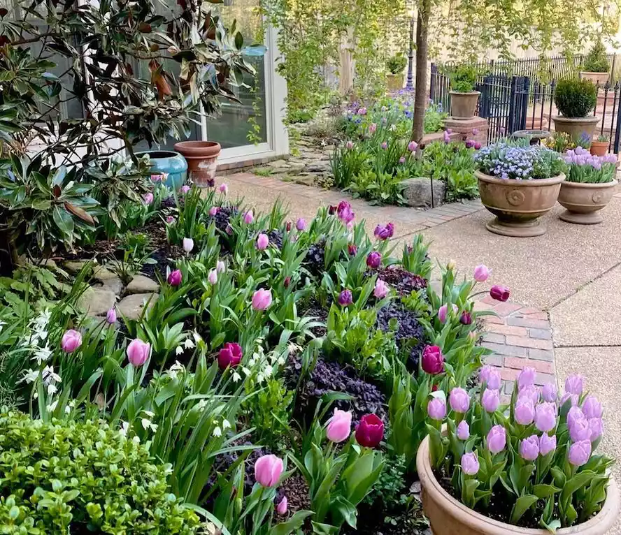 Spring garden with tulips blooming in clay urn containers and in beds
