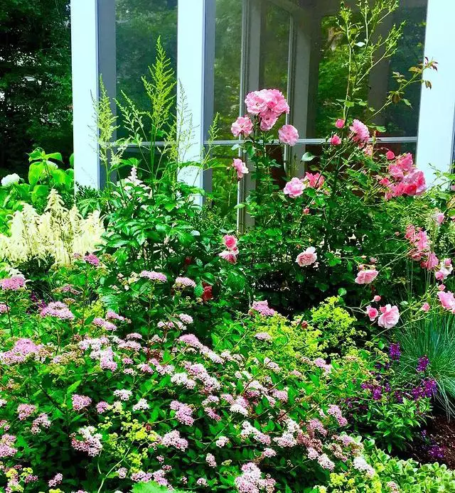 Flower bed with pink roses and spirea and white astilbes