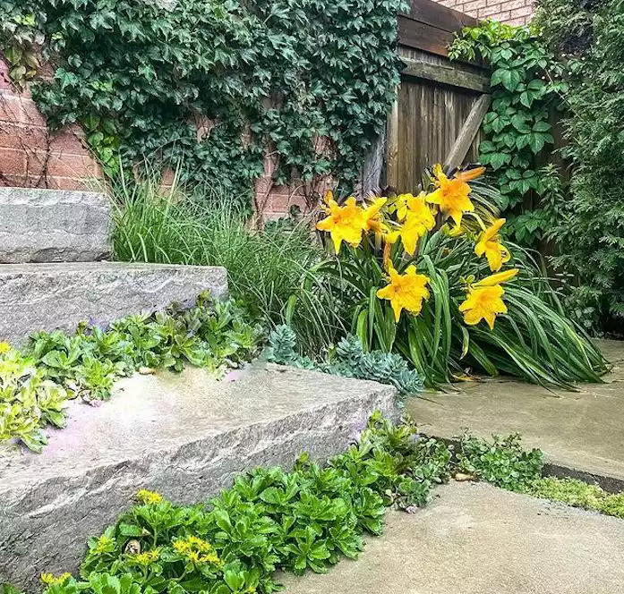 Stone steps in garden with sedum growing between cracks and yellow daylily by steps