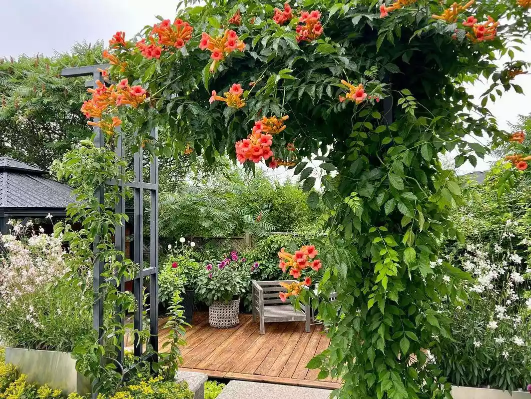 Outdoor garden seating area with arbor with orange trumpet vine, and container plantings