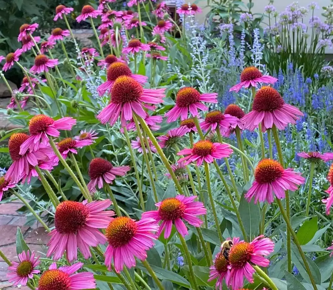 Garden with bright pink echinacea in front of blue veronica and pale lavender alliums