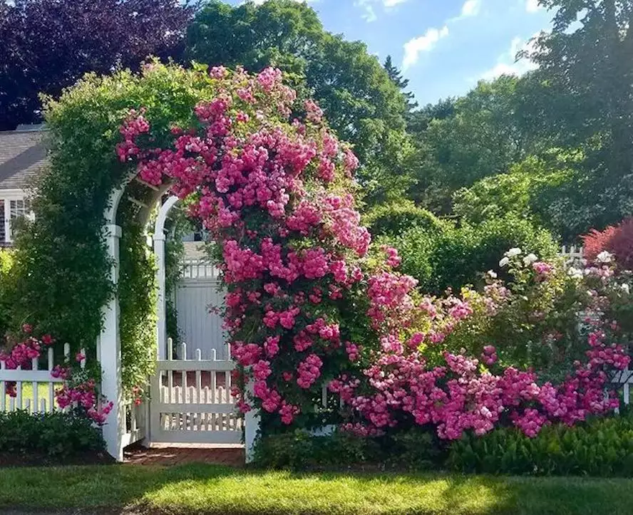 Garden with white arbor gate covered in climbing pink roses