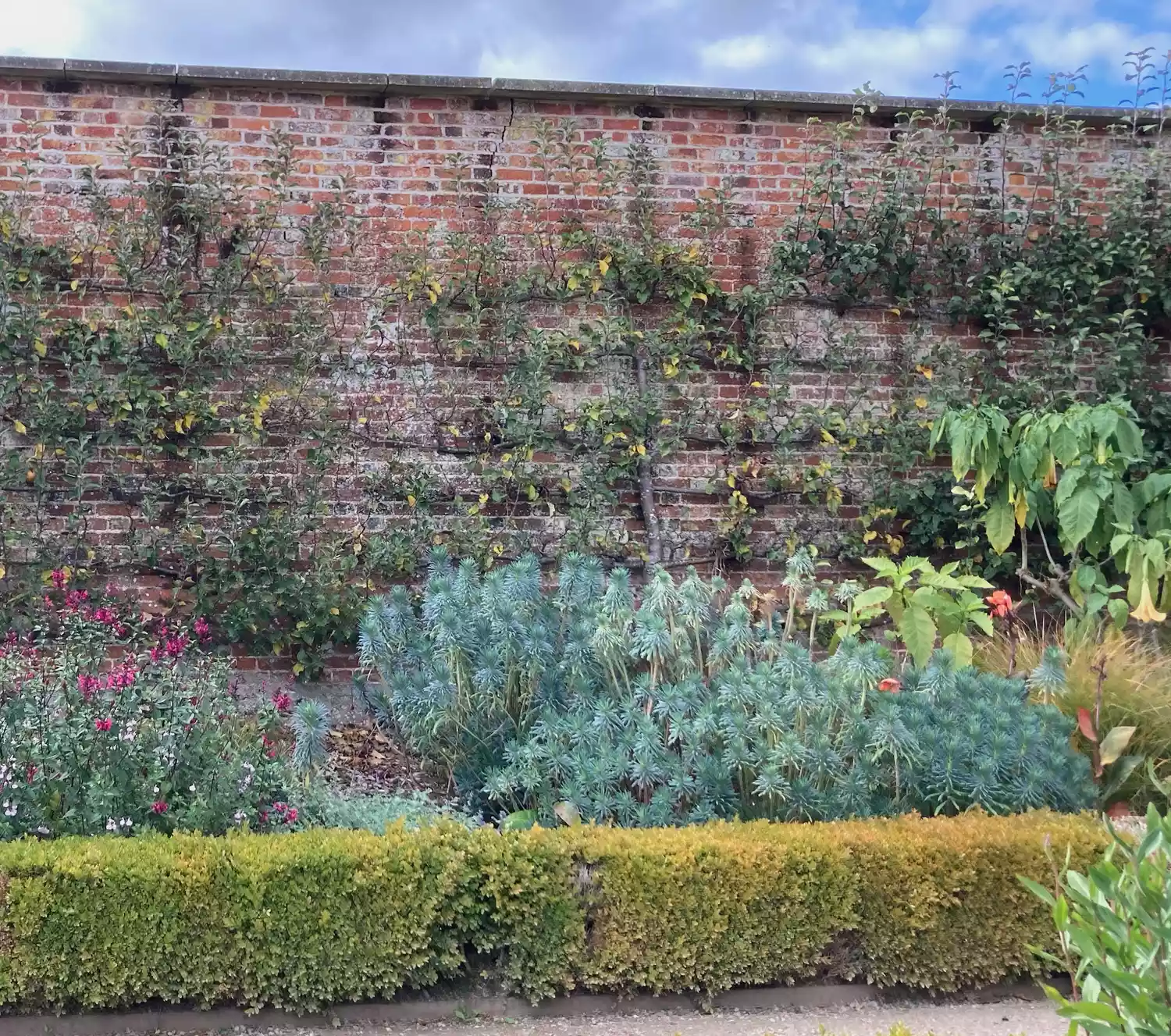 English walled garden wiuth espaliered fruit trees on brick wall, perennials and short boxwood hedge in front