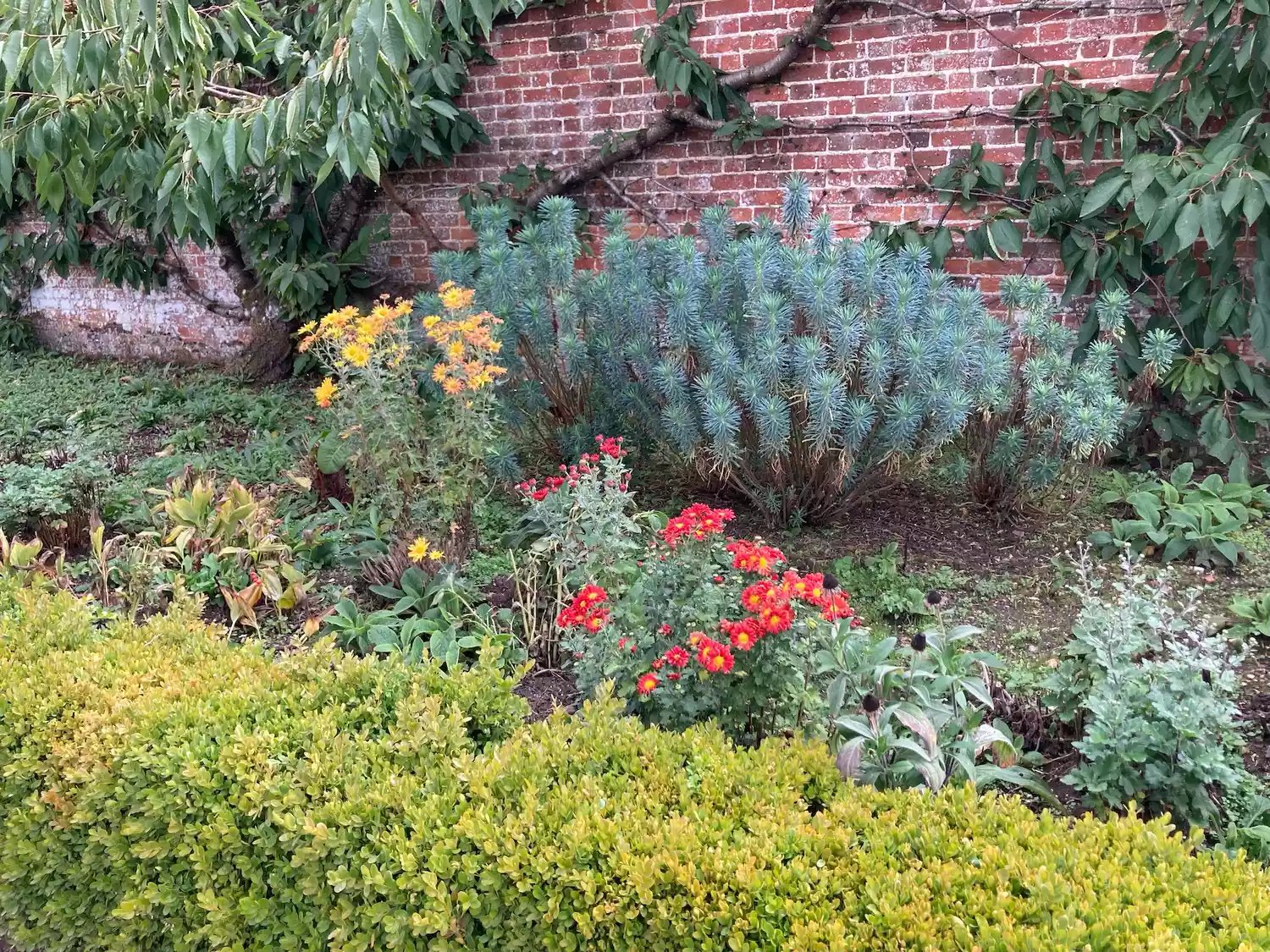 Herbaceous border with low boxwood hedge in front and brick wall behind, with red and yellow mums