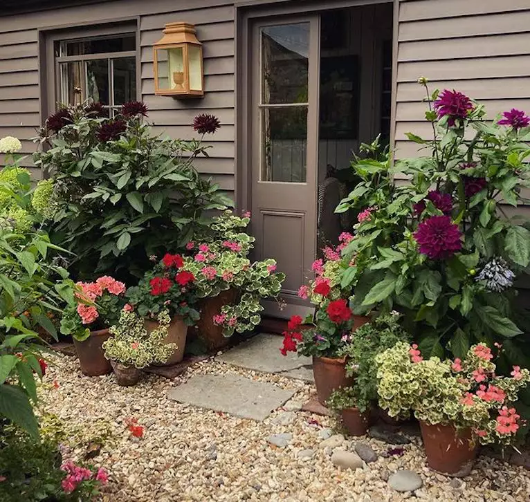 Entrance with containers of purple dahlias and red and pink geraniums, flagstone pavers in gravel