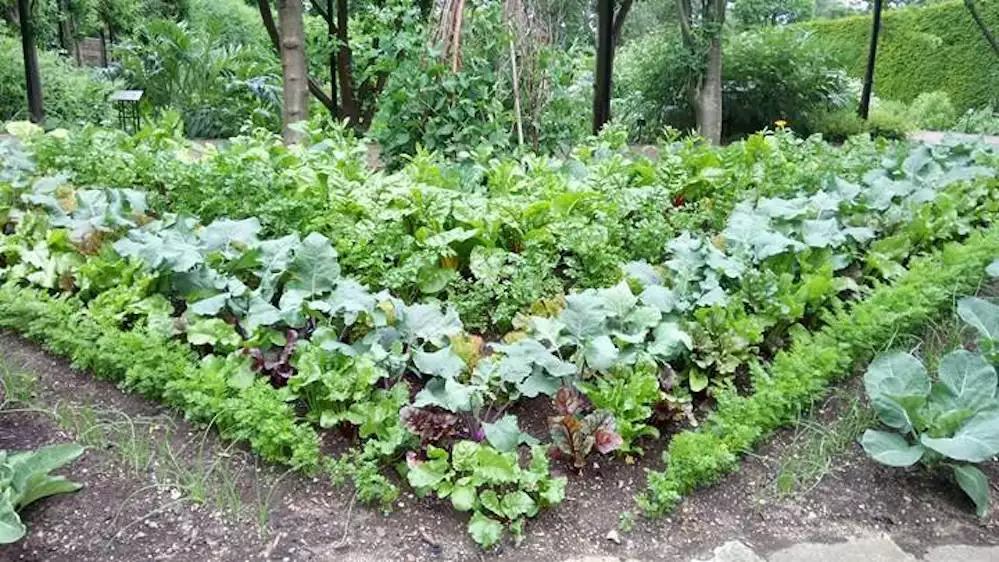 Vegetable garden with neat rows meeting at a diagonal point