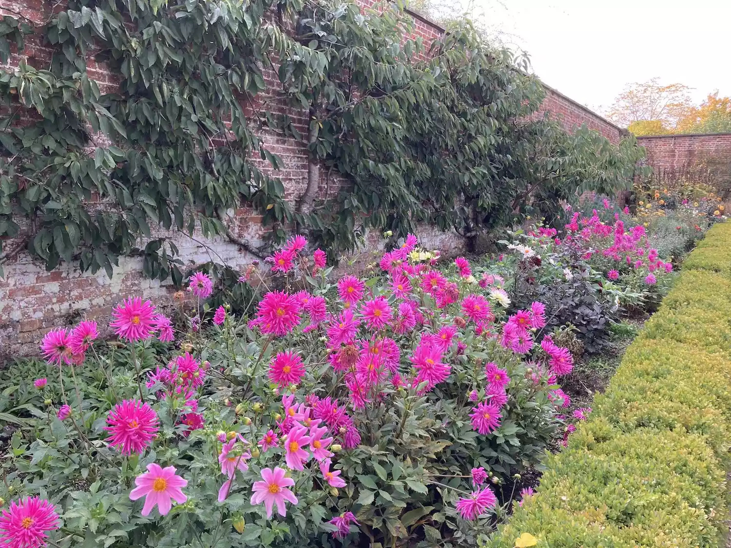 Bright pink dahlias in herbaceous border in front of espaliered cherry trees on a brick wall